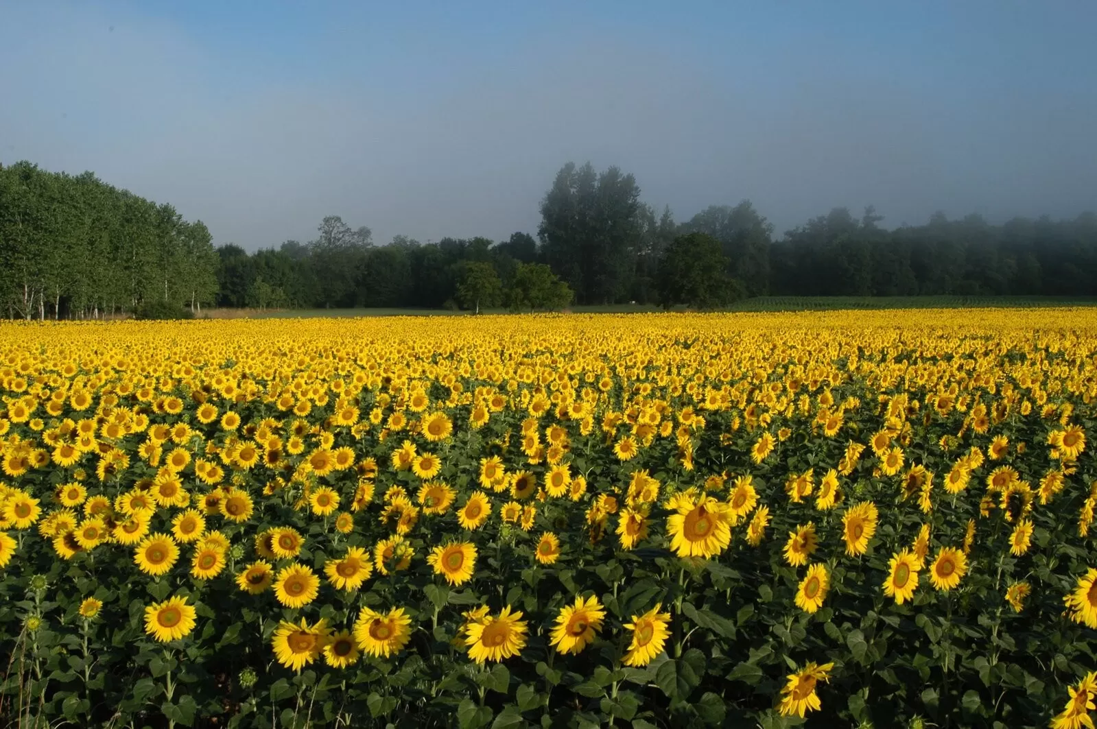 Girasoli! Grazie Dio!